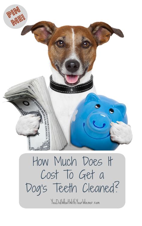 petsmart dental cleaning